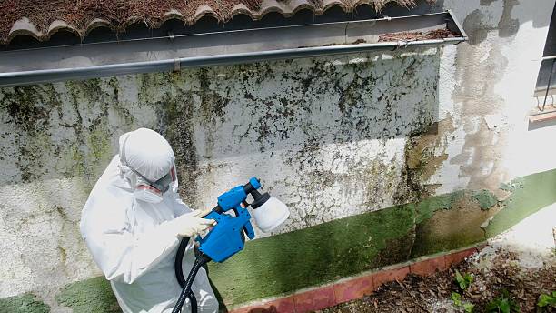 Trusted Mold Removal service in Emerson, NJ - Cheap Mold Removal